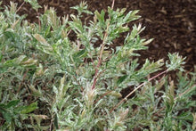 Load image into Gallery viewer, Nishiki Willow