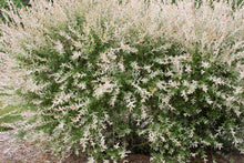 Load image into Gallery viewer, Nishiki Willow