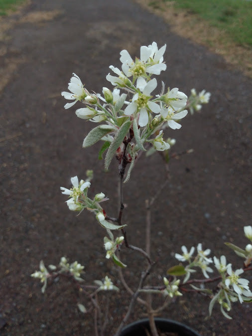 plant juneberry Juneberry/Serviceberry- amelanchier alnifolia – Hammarlund Nursery