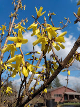 Load image into Gallery viewer, Witch Hazel- Hamamelis virginiana