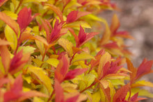 Load image into Gallery viewer, Magic Carpet Spirea
