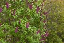 Load image into Gallery viewer, Charles Joly Lilac