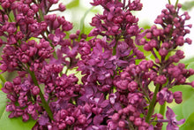 Load image into Gallery viewer, Charles Joly Lilac