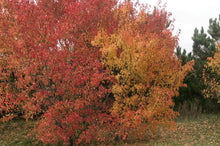 Load image into Gallery viewer, Amur Maple