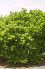 Load image into Gallery viewer, Amur Maple