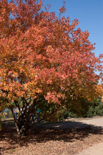 Load image into Gallery viewer, Amur Maple
