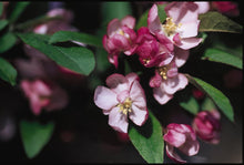 Load image into Gallery viewer, Coralburst Crabapple