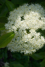 Load image into Gallery viewer, Nannyberry Tree- Viburnum lentago