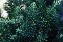 Load image into Gallery viewer, Taunton Spreading Yew