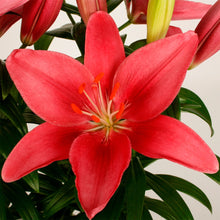 Load image into Gallery viewer, Asiatic Lily Varieties