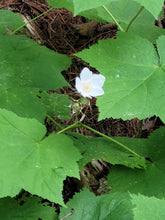 Load image into Gallery viewer, Thimbleberry - Rubus parviflorus