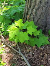 Load image into Gallery viewer, Thimbleberry - Rubus parviflorus