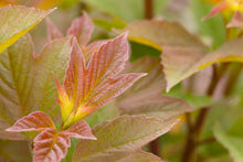 Load image into Gallery viewer, American Cranberrybush- Viburnum trilobum