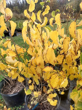 Load image into Gallery viewer, Witch Hazel- Hamamelis virginiana