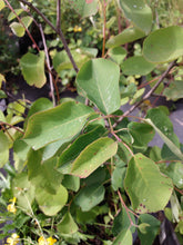 Load image into Gallery viewer, leaves of serviceberry