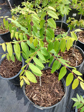 Load image into Gallery viewer, Black Walnut- juglans nigra