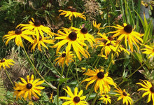 Load image into Gallery viewer, Orange Coneflower or Shining Black-Eyed Susan- Rudbeckia fulgida