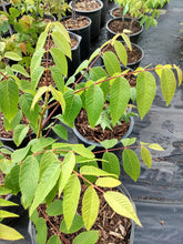Load image into Gallery viewer, Black Walnut- juglans nigra