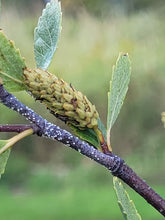Load image into Gallery viewer, Bog Birch- Betula pumila