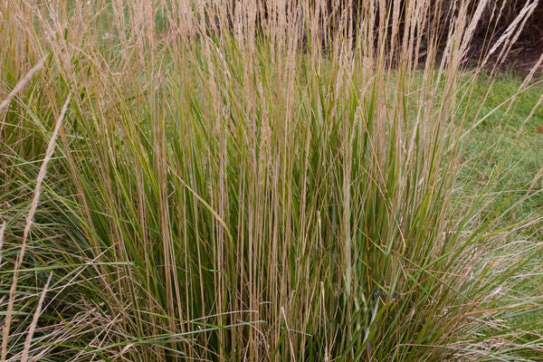 Avalanche Feather Reed Grass Hammarlund Nursery