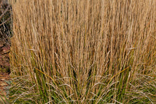 Load image into Gallery viewer, Karl Forester Feather Reed Grass