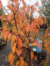 Load image into Gallery viewer, Evans Bali Cherry