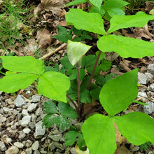 Load image into Gallery viewer, Jack in the Pulpit- Arisaema
triphyllum