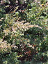 Load image into Gallery viewer, Common Juniper -Juniperus communis