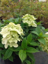 Load image into Gallery viewer, Limelight Hydrangea