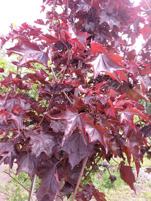 Royal Red Maple – Hammarlund Nursery