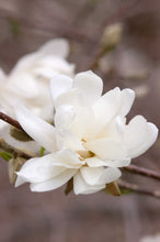 Load image into Gallery viewer, Magnolia
