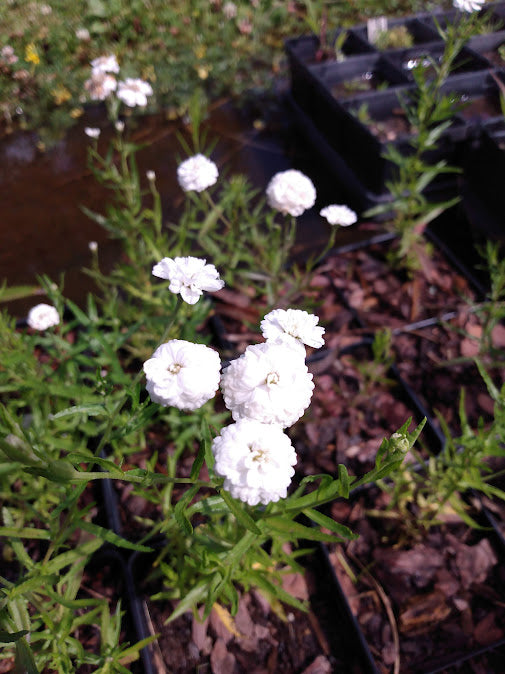 achillea the pearl plant Pearl Yarrow 'Double Diamond' – Hammarlund Nursery