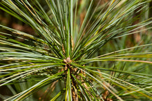 Load image into Gallery viewer, Eastern White Pine- Pinus strobus