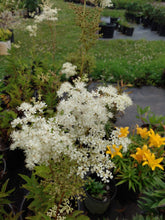 Load image into Gallery viewer, Queen of the Meadow