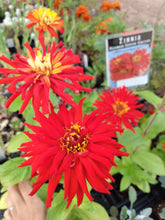 Load image into Gallery viewer, Zinnia