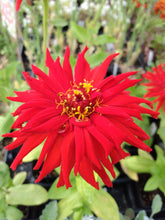 Load image into Gallery viewer, Zinnia