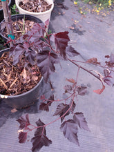 Load image into Gallery viewer, Royal Frost Birch