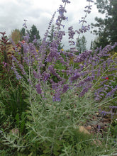Load image into Gallery viewer, Russian Sage (Perovskia)