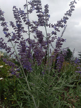 Load image into Gallery viewer, Russian Sage (Perovskia)