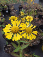 Load image into Gallery viewer, Sneezeweed- Helenium autumnale