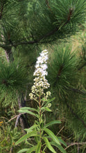 Load image into Gallery viewer, Meadowsweet- Spiraea alba