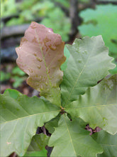 Load image into Gallery viewer, close up of swamp white oak leaves