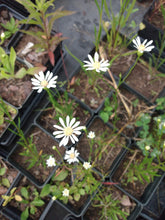 Load image into Gallery viewer, Upland White Goldenrod- Solidago ptarmicoides