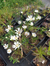 Load image into Gallery viewer, Upland White Goldenrod- Solidago ptarmicoides