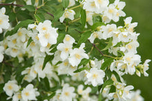 Load image into Gallery viewer, Blizzard Mockorange