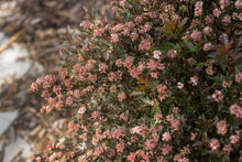 Load image into Gallery viewer, Little Devil Ninebark