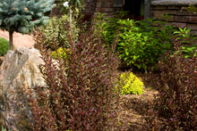 Load image into Gallery viewer, Little Devil Ninebark