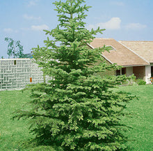 Load image into Gallery viewer, Norway Spruce - Picea abies