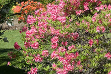 Load image into Gallery viewer, Rosy Lights Azalea