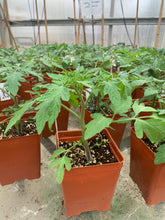 Load image into Gallery viewer, Sun Sugar Gold Cherry Tomato Start